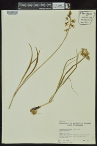 Camassia scilloides image