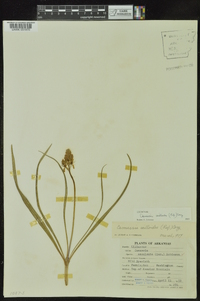 Camassia scilloides image