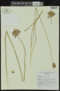 Cooperia drummondii image