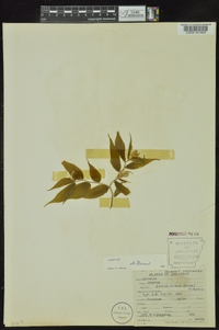 Disporum lanuginosum image