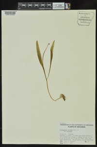 Erythronium albidum image