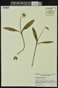 Erythronium albidum image