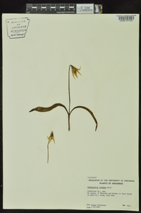 Erythronium albidum image