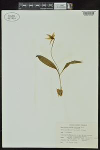 Erythronium albidum image