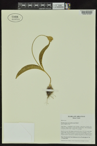 Erythronium mesochoreum image