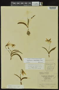 Erythronium mesochoreum image