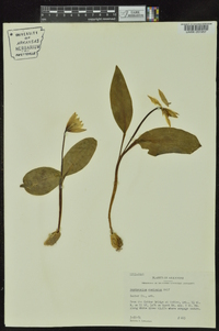 Erythronium rostratum image