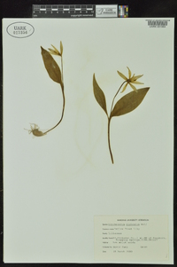 Erythronium rostratum image