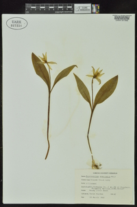 Erythronium rostratum image