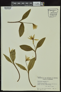 Erythronium rostratum image