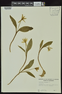 Erythronium rostratum image