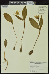 Erythronium rostratum image