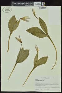 Erythronium rostratum image