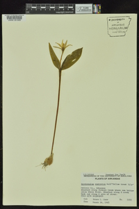 Erythronium rostratum image