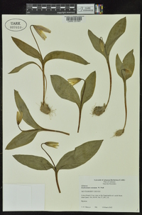 Erythronium rostratum image