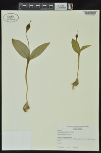 Erythronium rostratum image