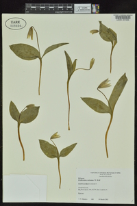 Erythronium rostratum image