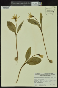 Erythronium rostratum image