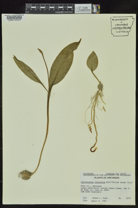 Erythronium rostratum image