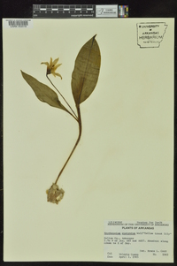 Erythronium rostratum image