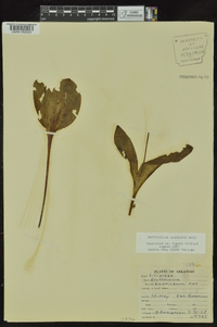 Erythronium rostratum image