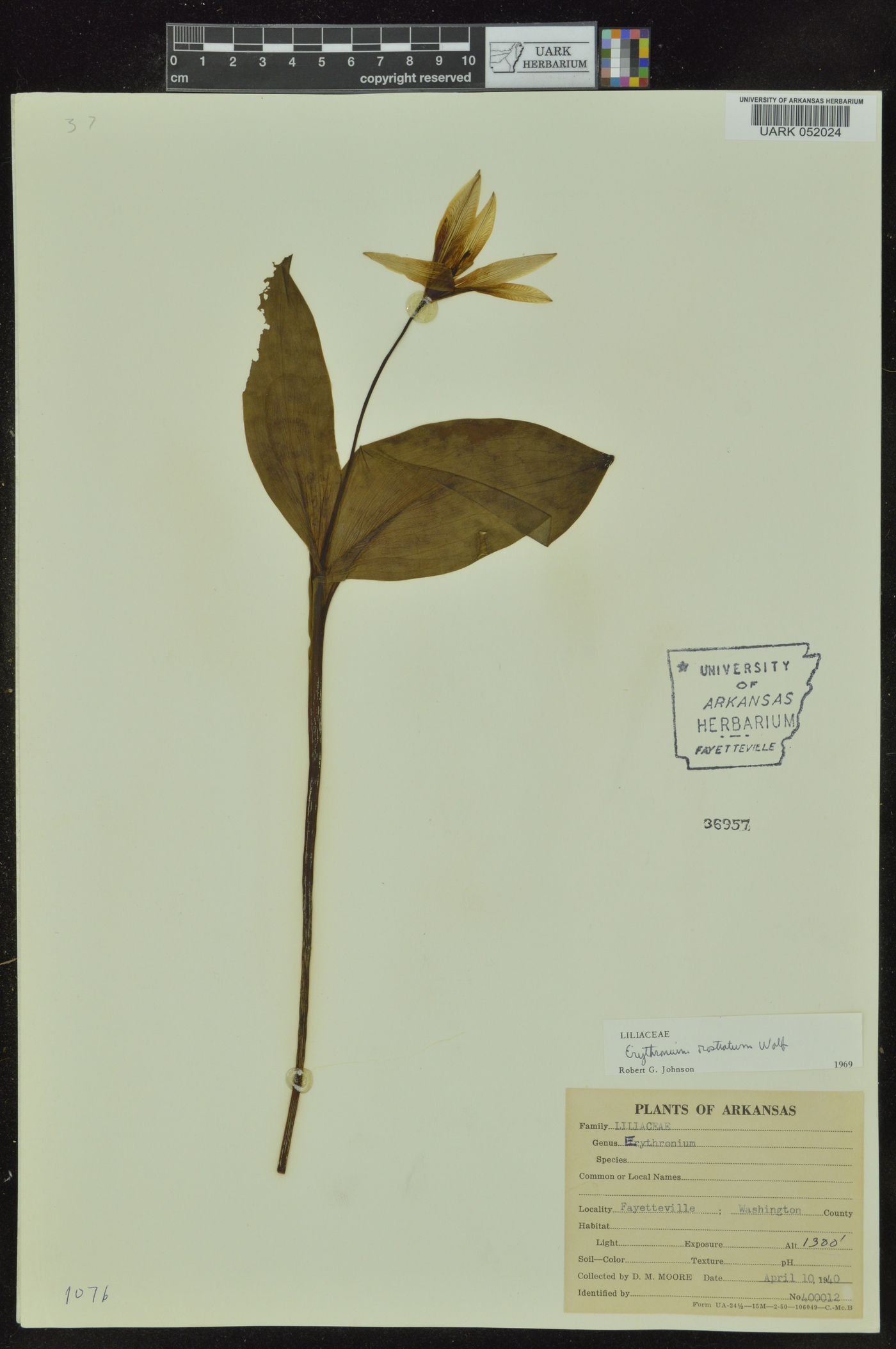 Erythronium rostratum image