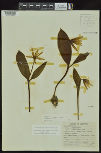 Erythronium rostratum image