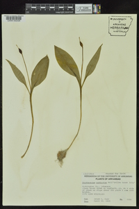 Erythronium rostratum image