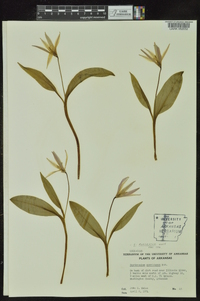 Erythronium rostratum image