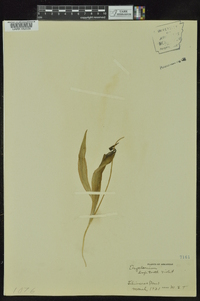 Erythronium rostratum image