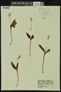 Erythronium rostratum image