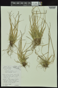 Carex umbellata image