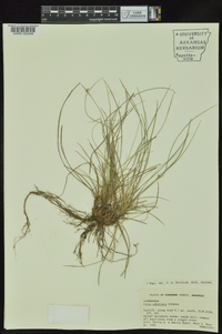 Carex umbellata image