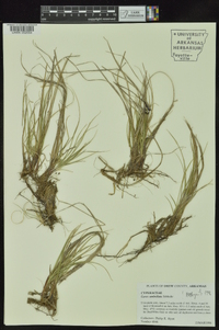 Carex umbellata image