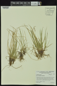 Carex umbellata image