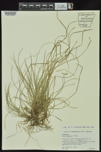 Carex umbellata image