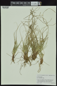 Carex umbellata image