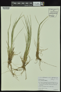 Carex umbellata image