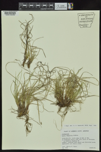 Carex umbellata image