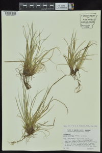 Carex umbellata image