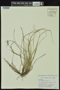 Carex umbellata image