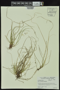 Carex umbellata image