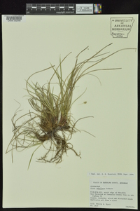 Carex umbellata image