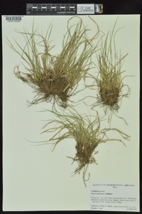 Carex umbellata image