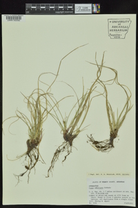 Carex umbellata image