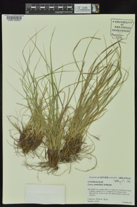 Carex umbellata image