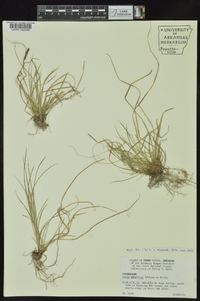 Carex umbellata image