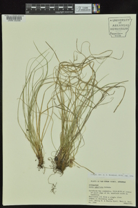 Carex umbellata image