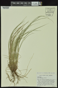 Carex umbellata image