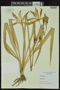 Hemerocallis fulva image